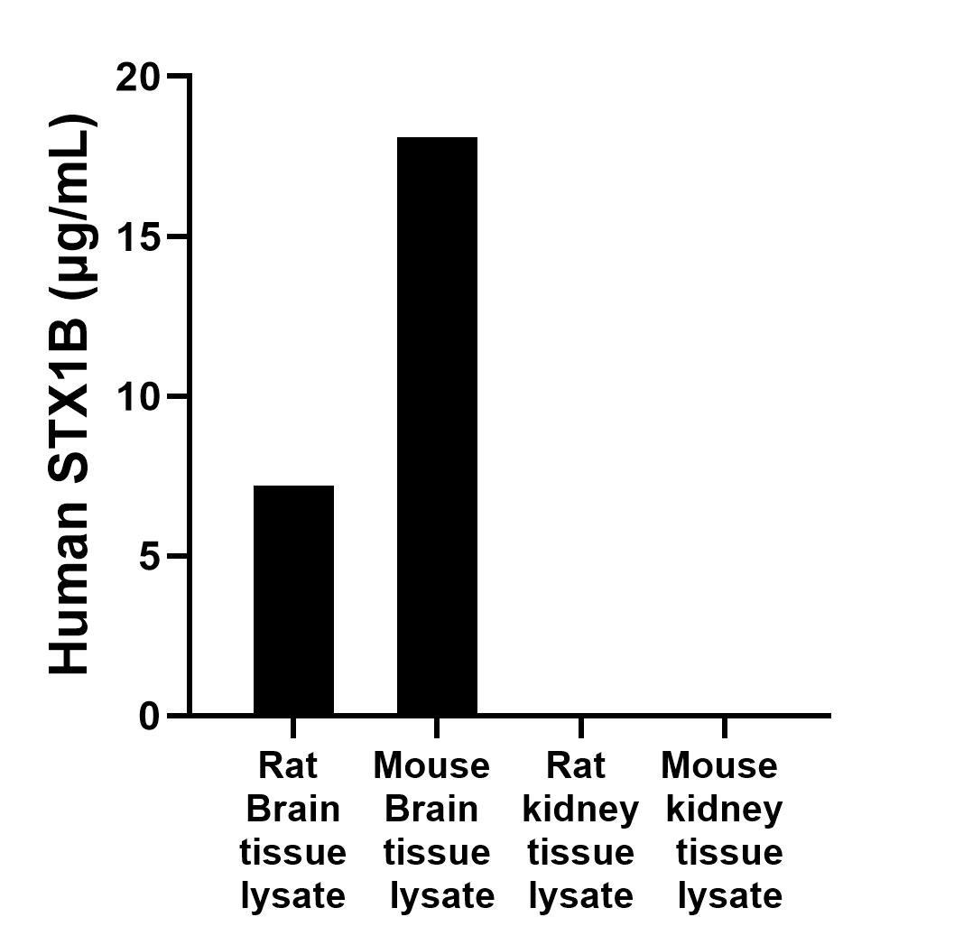 The mean human STX1B concentration was determined to be 7.2 μg/mL in rat Brain tissue lysate based on a 3.0 mg/mL extract load. The mean human STX1B concentration was determined to be 18.1 μg/mL in mouse Brain tissue lysate based on a 2 mg/mL extract load. The mean human STX1B concentration was determined to be 7.0 ng/mL in rat kidney tissue lysate based on a 3 mg/mL extract load. The mean human STX1B concentration was determined to be 15.1 ng/mL in mouse kidney tissue lysate based on a 1.5 mg/mL extract load.